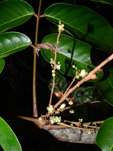 Carapa guianensis - Leaves