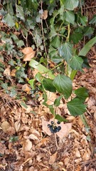 Hedera helix