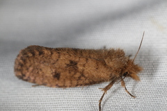 Acrolophus propinqua