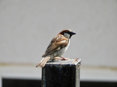 Passer domesticus