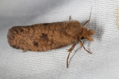 Acrolophus propinqua