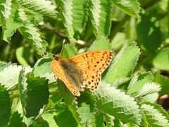 Boloria alaskensis
