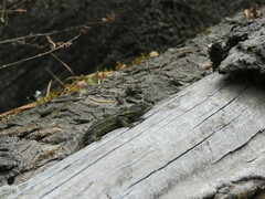 Sceloporus anahuacus