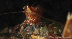 Rhynchocinetes serratus