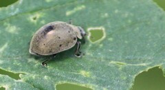 Epilachna obscurella