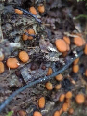 Scutellinia olivascens