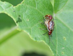 Isotes multipunctata