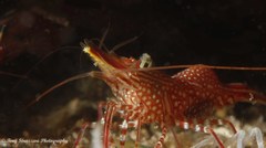 Rhynchocinetes serratus