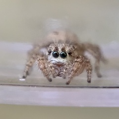 Habronattus texanus