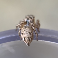 Habronattus texanus