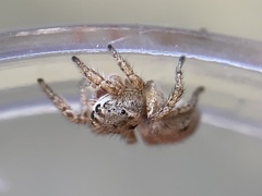 Habronattus texanus