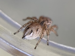 Habronattus texanus