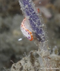 Goniobranchus setoensis image