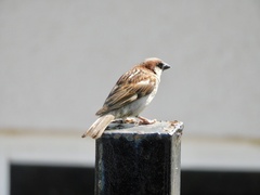 Passer domesticus