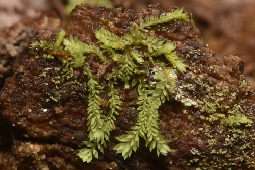 Douinia ovata