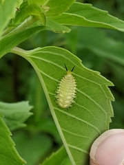 Physonota unipunctata
