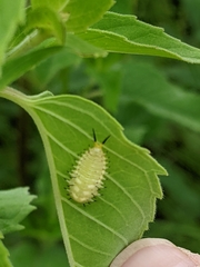 Physonota unipunctata