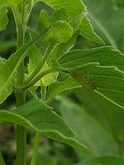 Physonota unipunctata