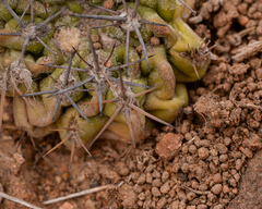Eriosyce heinrichiana