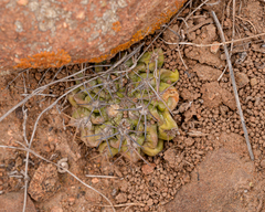 Eriosyce heinrichiana