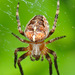 Ristihämähäkit - Photo (c) Aka, osa oikeuksista pidätetään (CC BY-SA)