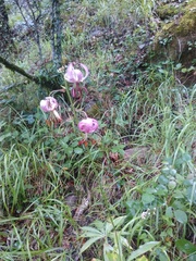 Lilium martagon