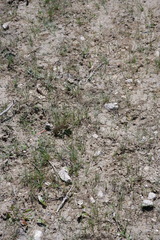 Eleocharis flavescens