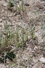 Eleocharis flavescens