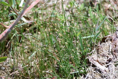 Eleocharis flavescens