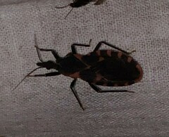 Triatoma sanguisuga
