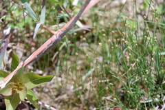 Eleocharis flavescens
