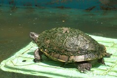 Trachemys decorata