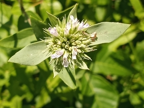 awned mountainmint (Pycnanthemum setosum)