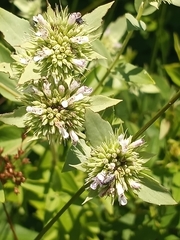 Pycnanthemum setosum