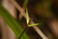 Carex pauciflora