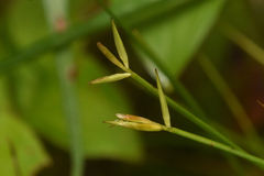 Carex pauciflora