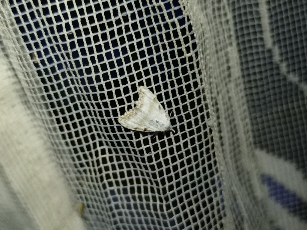 Nola cristatula