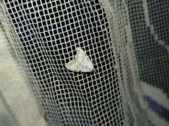 Nola cristatula