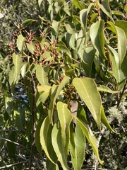 Tripodanthus acutifolius