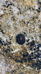 Siphonaria alternata