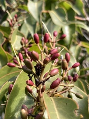 Tripodanthus acutifolius