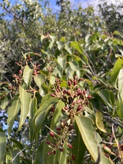 Tripodanthus acutifolius