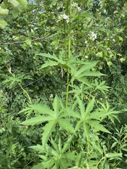 Napaea dioica