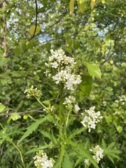 Napaea dioica