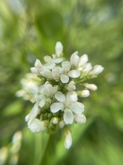 Napaea dioica