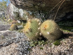 Parodia scopa
