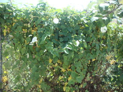 Calystegia silvatica