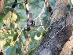 Passer montanus