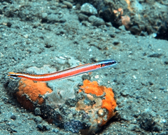 Gunnellichthys curiosus