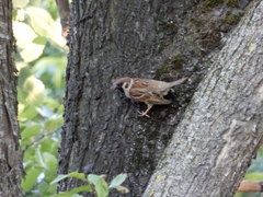 Passer montanus